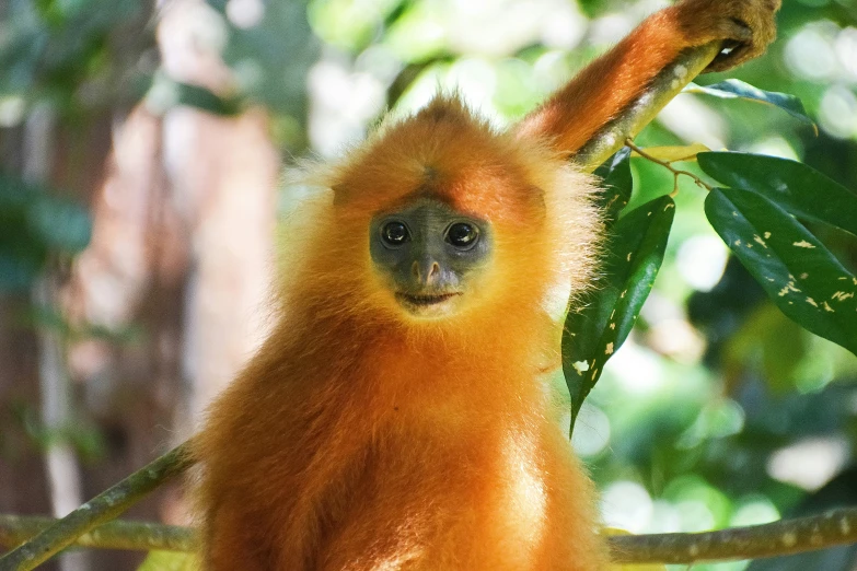 a close up of a orange monkey hanging from a tree