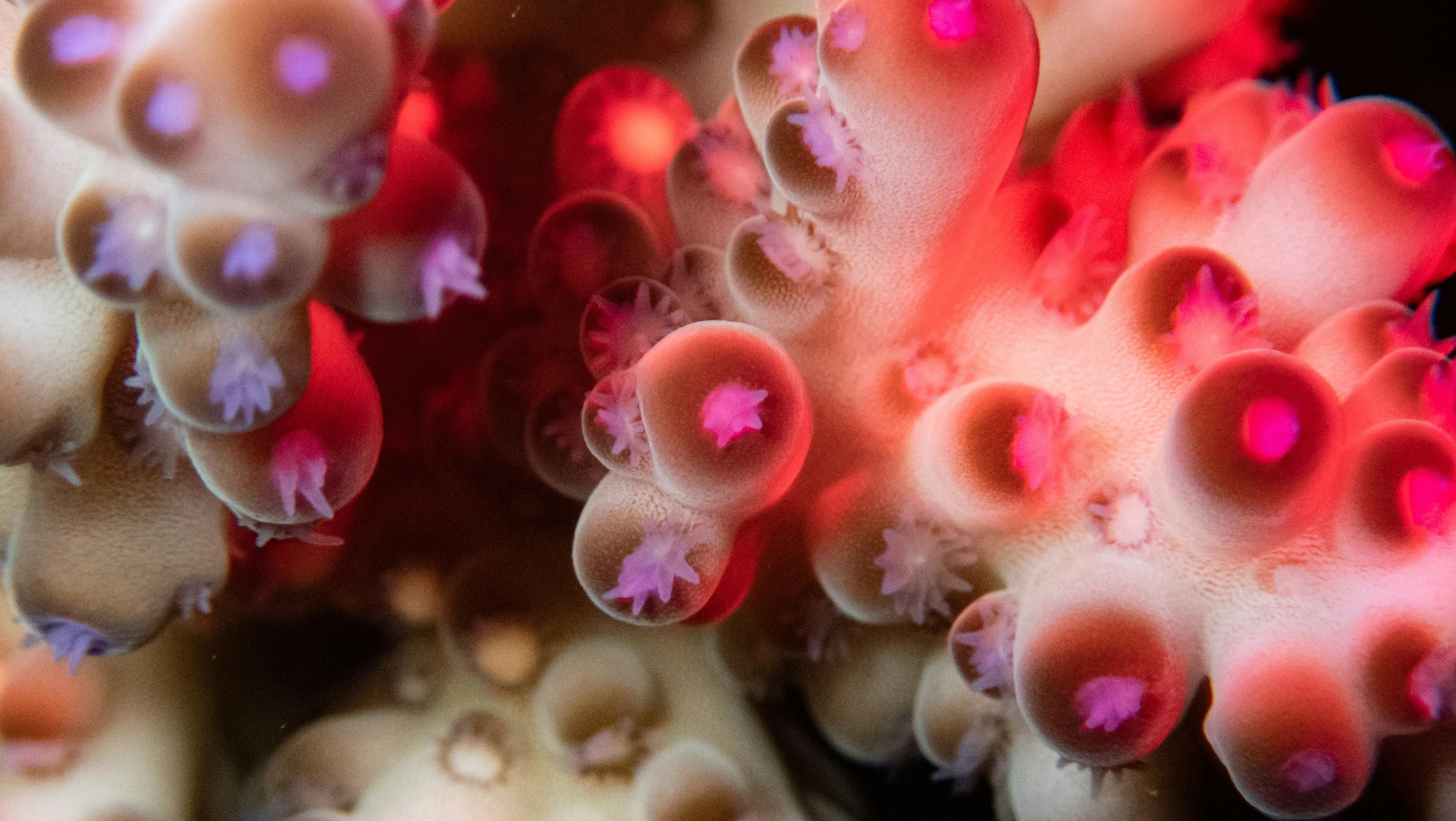 small pink and white coral with red lights