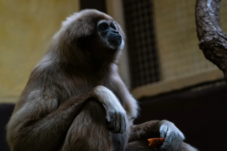 two monkey's standing next to each other by a tree