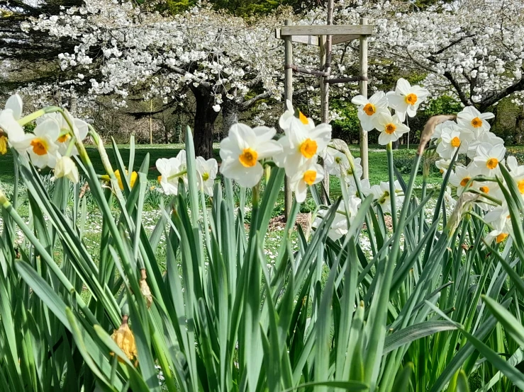 some pretty flowers in some green grass and white blossoms