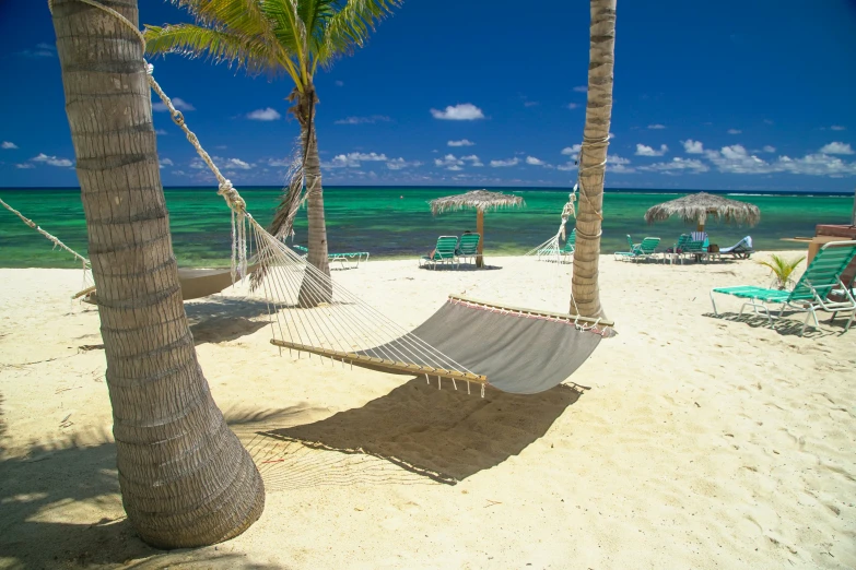 a bunch of trees that are on a beach