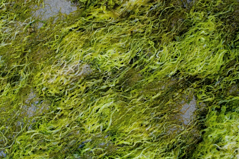 green mossy vegetation is seen in this po