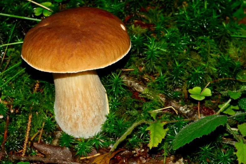 a mushroom with long white cap is growing in the grass