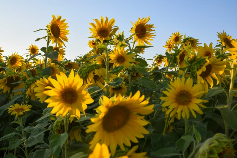 a big field of sunflowers with many leaves