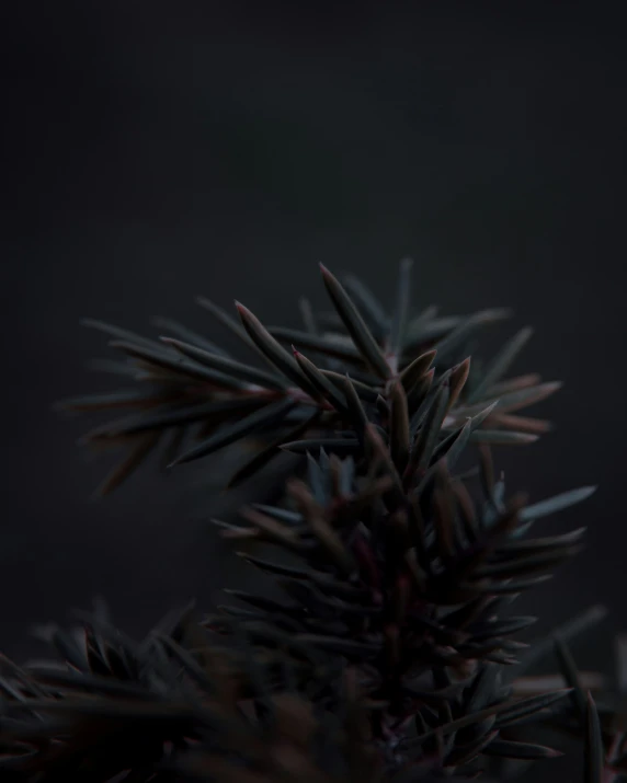 a bird perched on top of a green plant