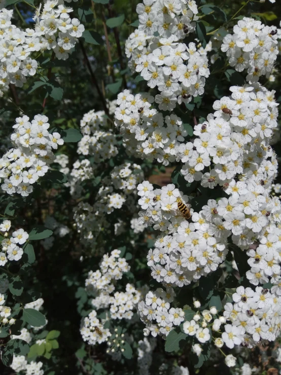 the bee is sitting on the white flowers