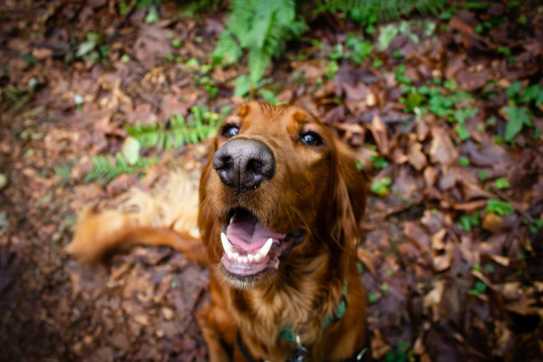 a brown dog standing in the middle of a wooded area