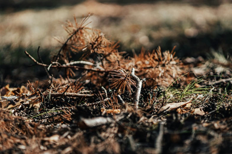 a close up of plants and dirt on the ground