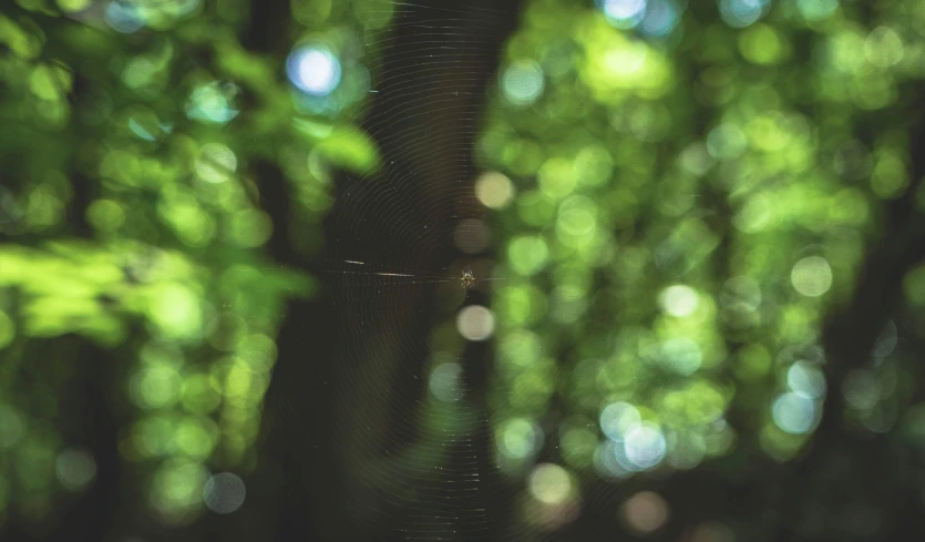 the top of a spider web in front of some trees