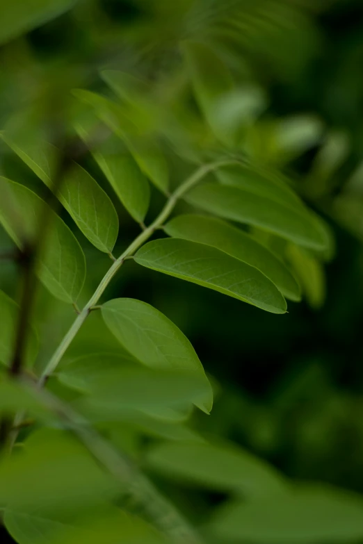 a close up view of the leaves of a tree