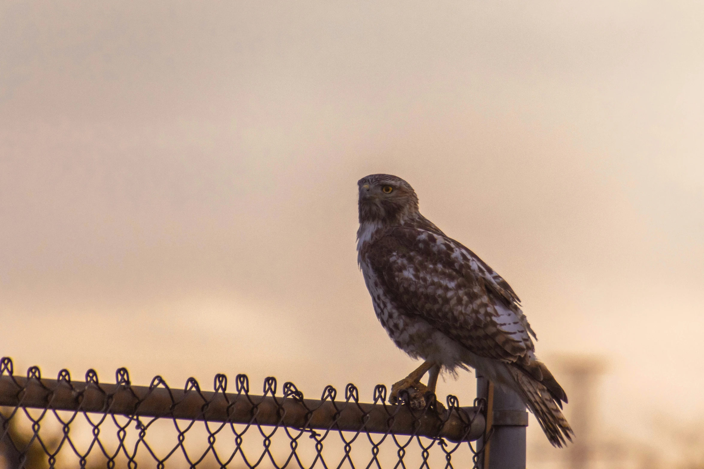 a bird perched on top of a fence