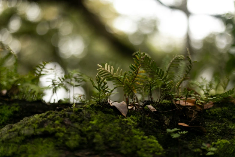 a small tree covered in moss and leaves