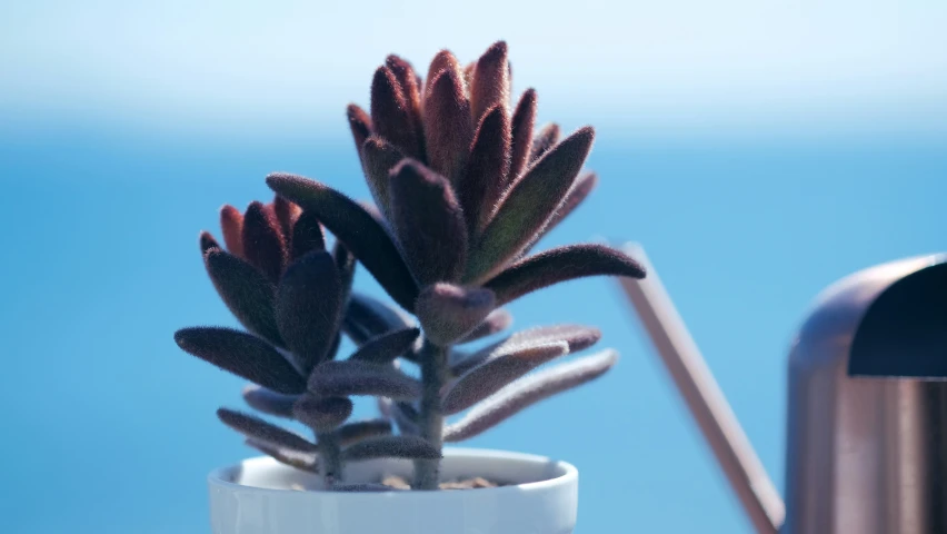 a cactus plant is sitting in a small white vase