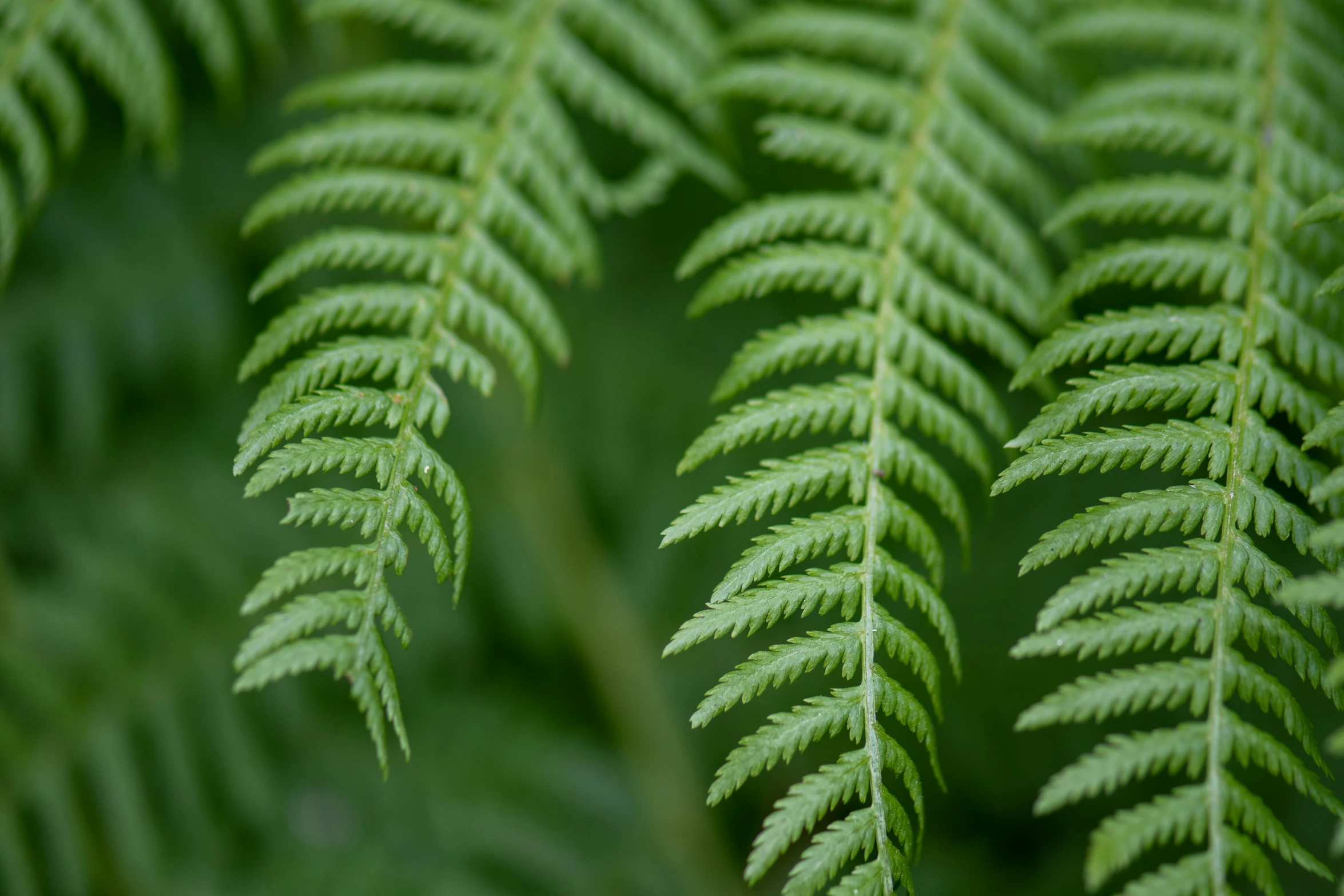 green leaves that are growing on the top of them