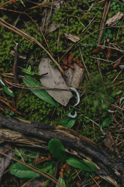 a bunch of plants and a few leafs in the grass