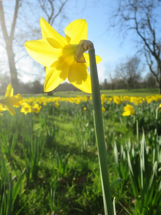 daffodil blooming in a field on a sunny day