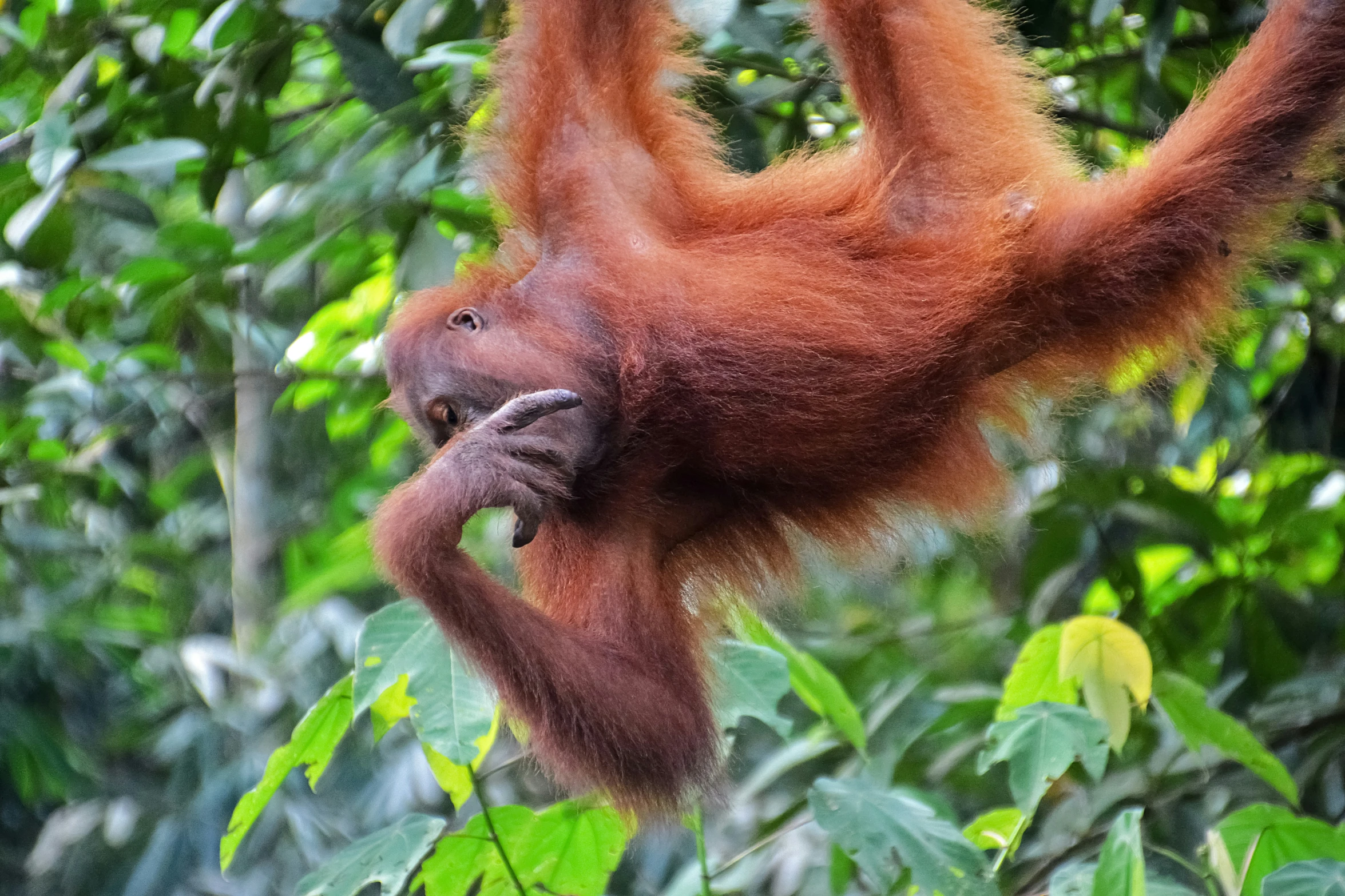 an orangue hanging from a tree nch