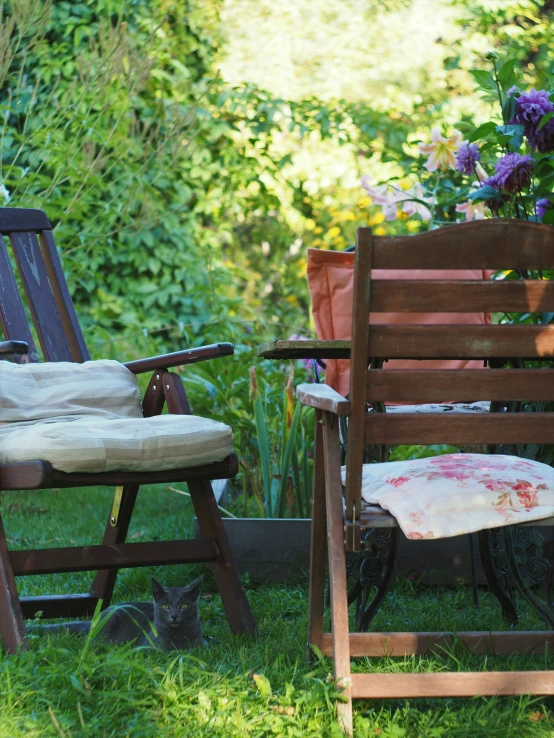 a chair and cat sit in the grass