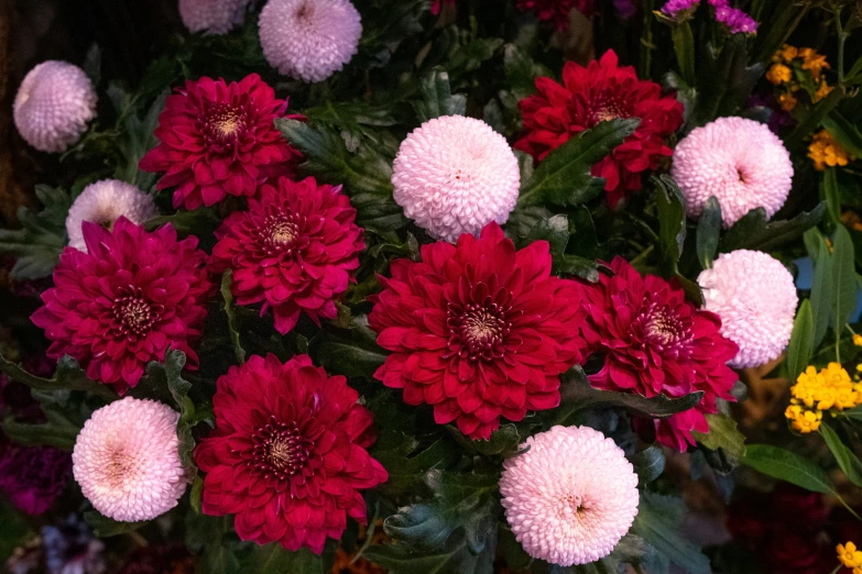 this is a pograph of a bunch of flowers in the foreground