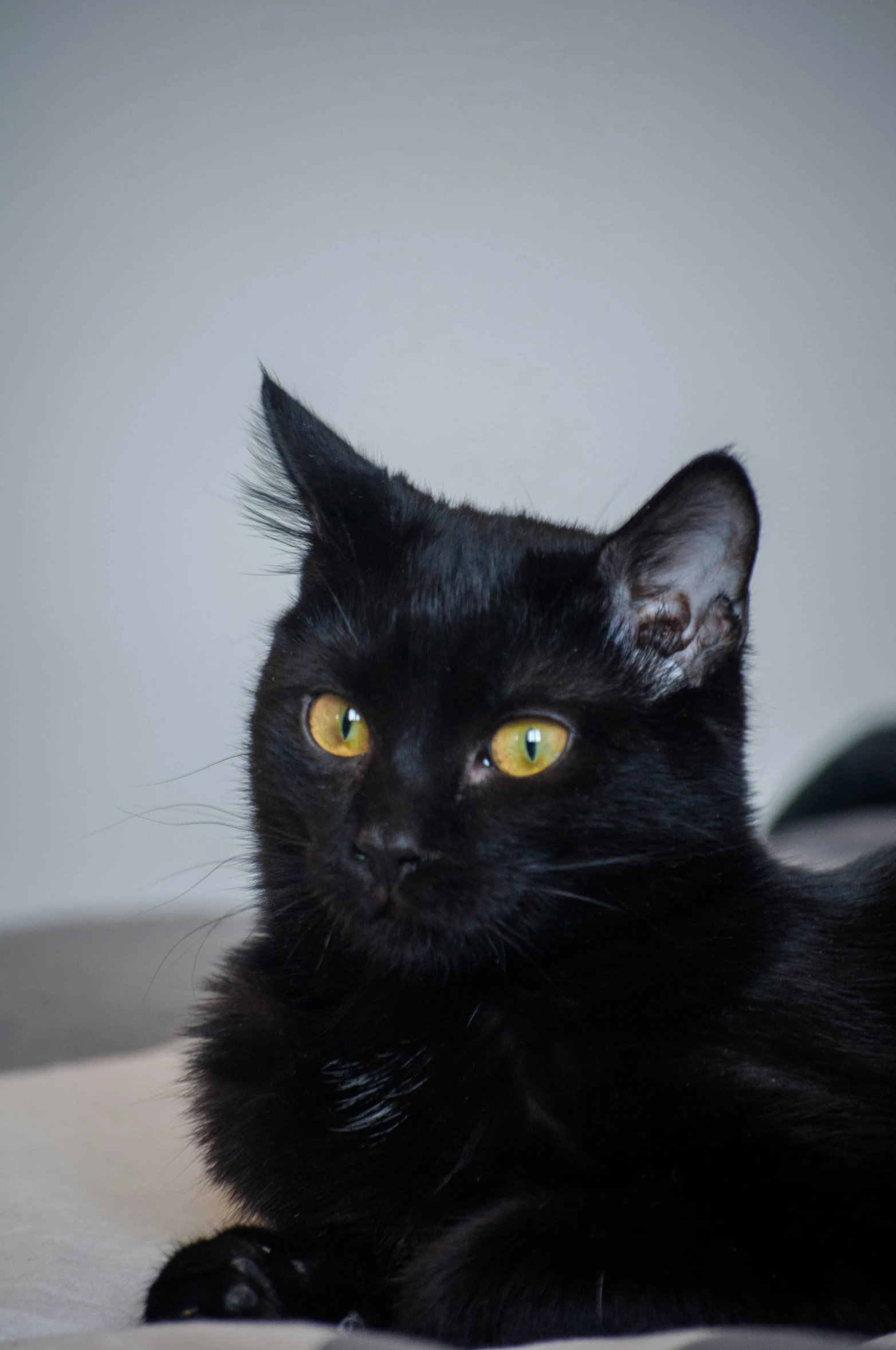 a black cat laying on top of a white blanket