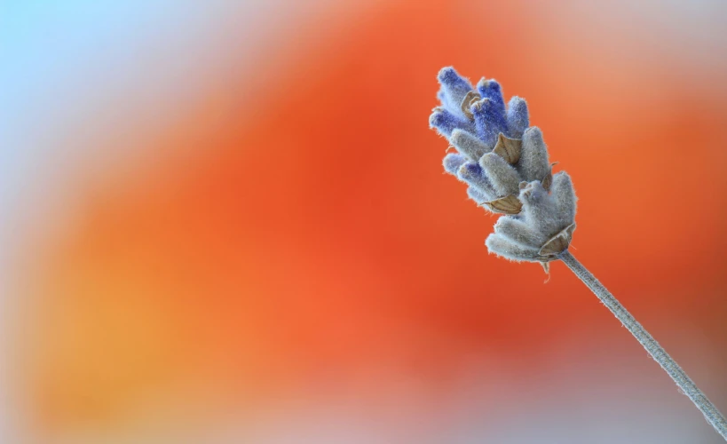 the flower buds have been placed on top of each other