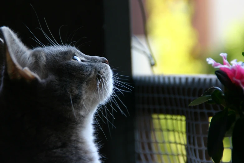 a cat is looking out of a window