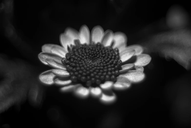 a black and white pograph of a sunflower