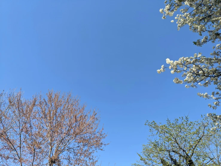 the tops of some tree's against a blue sky