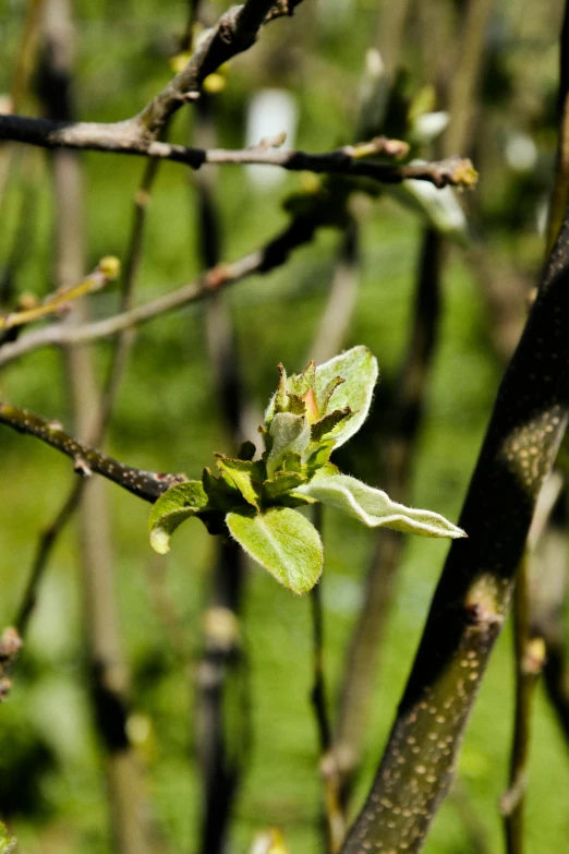 the leaves of an apple tree are unripe