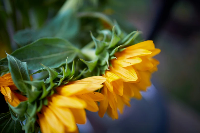 two yellow sunflowers are blooming in the garden