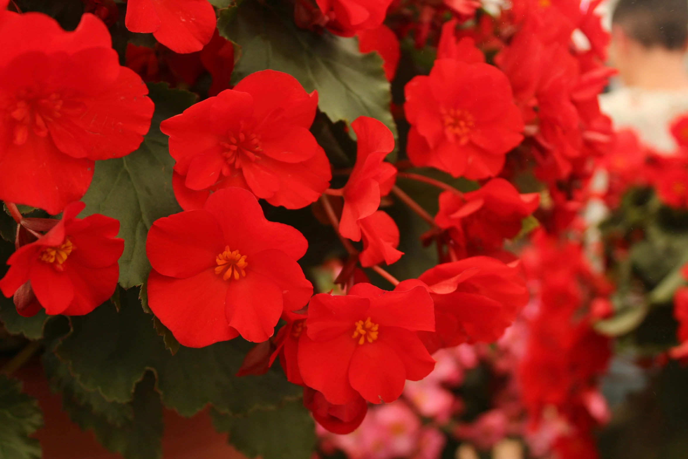 red flowers with green stems and leaves all around