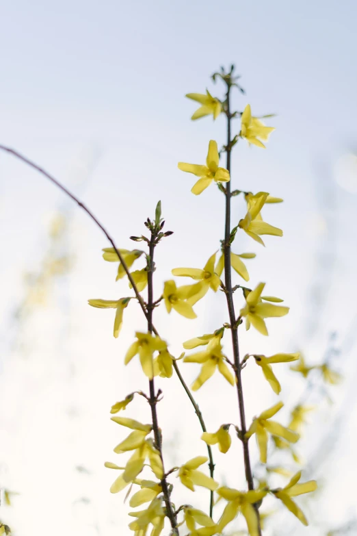 a plant that has yellow flowers in it