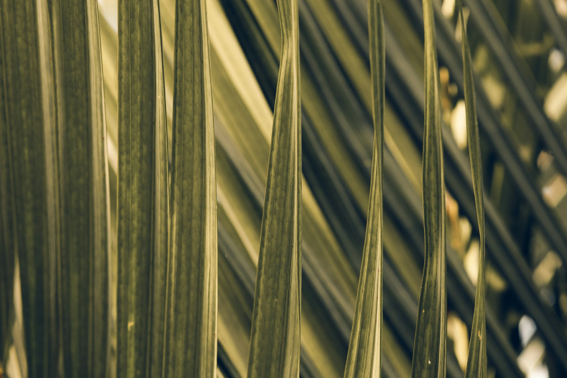 some green leaves of some type near many other plants