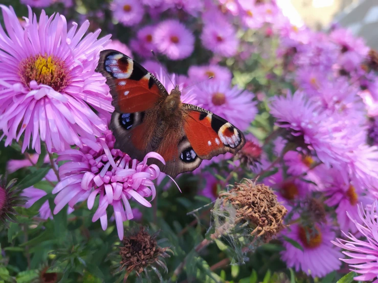 a erfly is flying around purple flowers