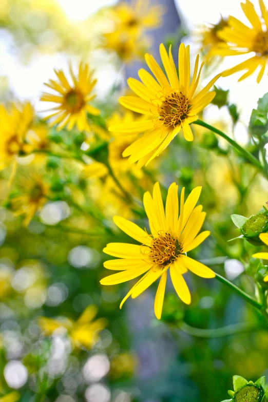 the sun shining through the yellow flowers