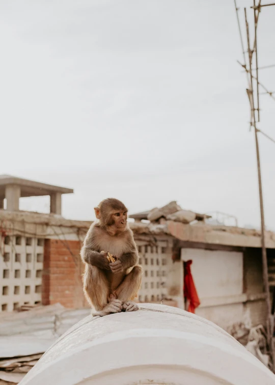 a monkey sits on a roof in a large area