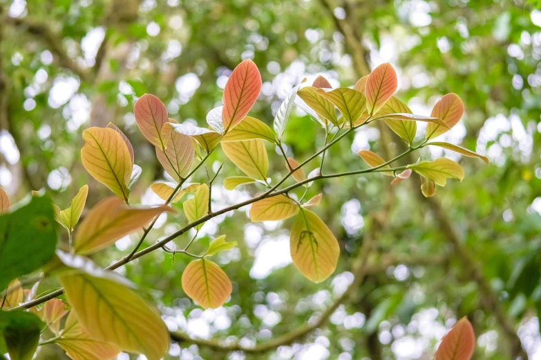 several leaves are turning colors and in the green and yellow