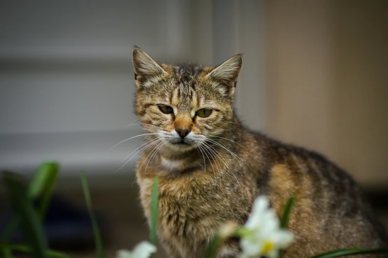 there is a brown tabby cat standing in the grass