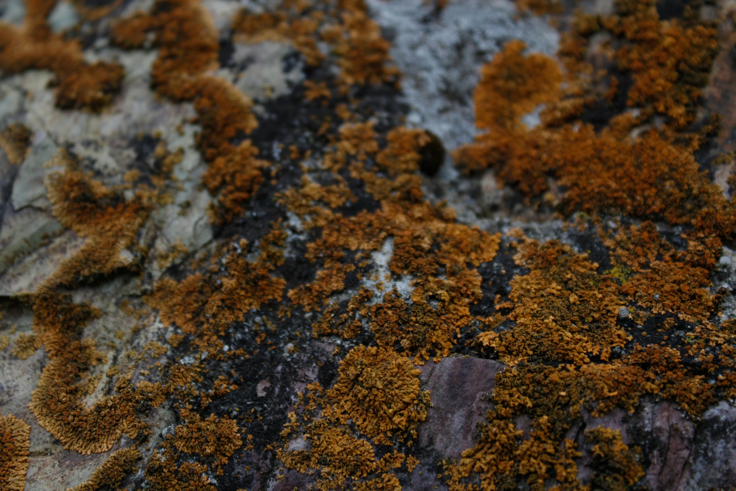 the bark with some tiny spiky moss growing on it