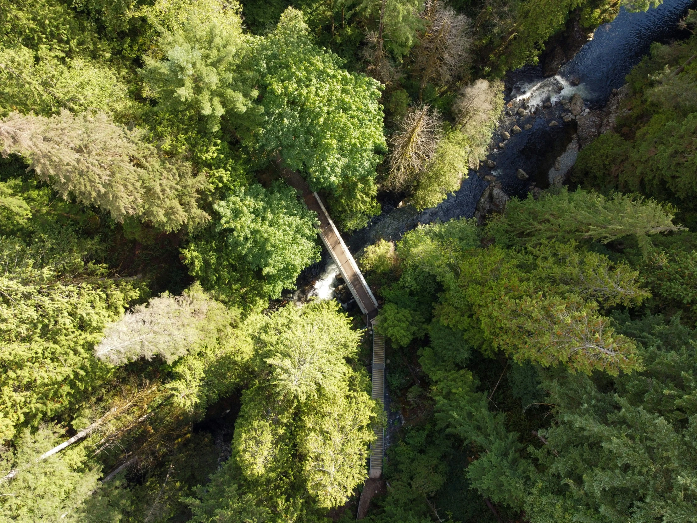 train tracks passing through a lush forest in an aerial view