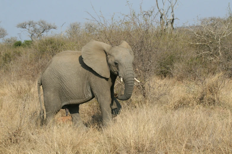 an elephant walks through a dry brushy plain