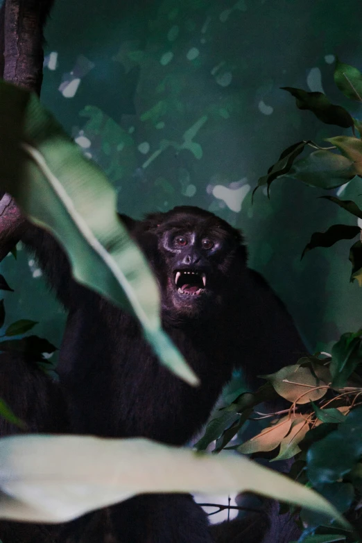 a very cute furry animal hanging around in a tree