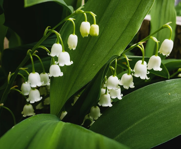 a group of flowers with leaves and stems