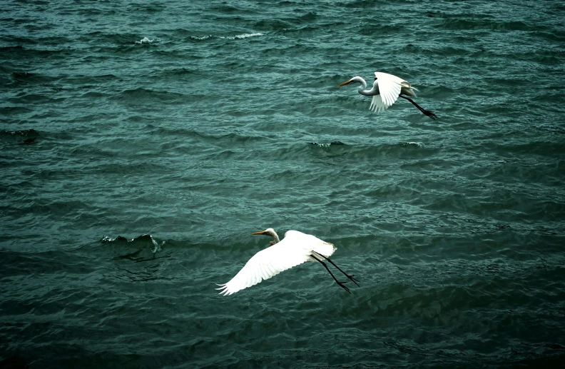 two white birds flying over the water