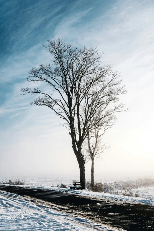 two trees in the snow near an ice covered road