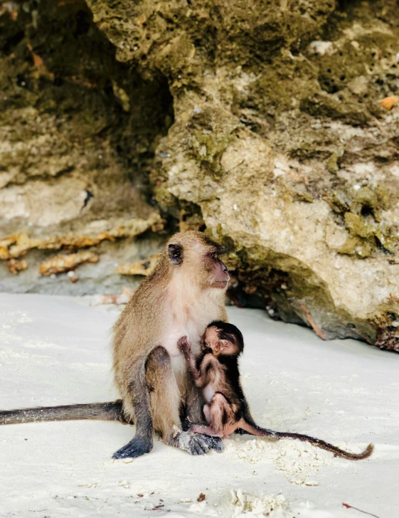 a monkey is looking up at a tiny one