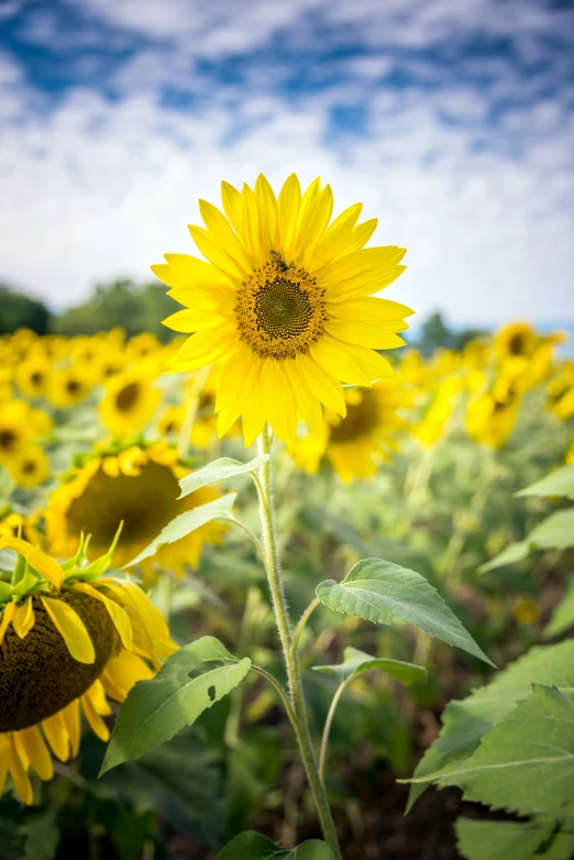 a large sunflower in full bloom is growing in the field