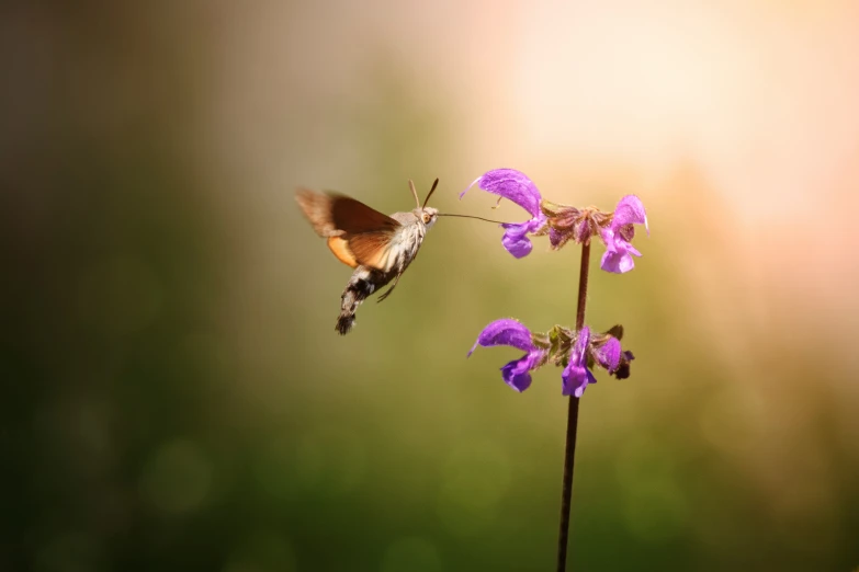 small brown hummingbird hovering near pink flowers