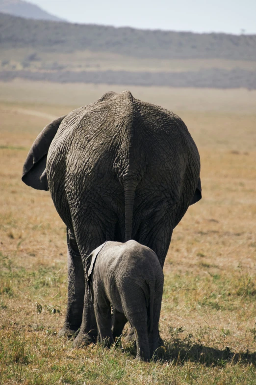 an adult elephant and a baby elephant walk across a grassy plain