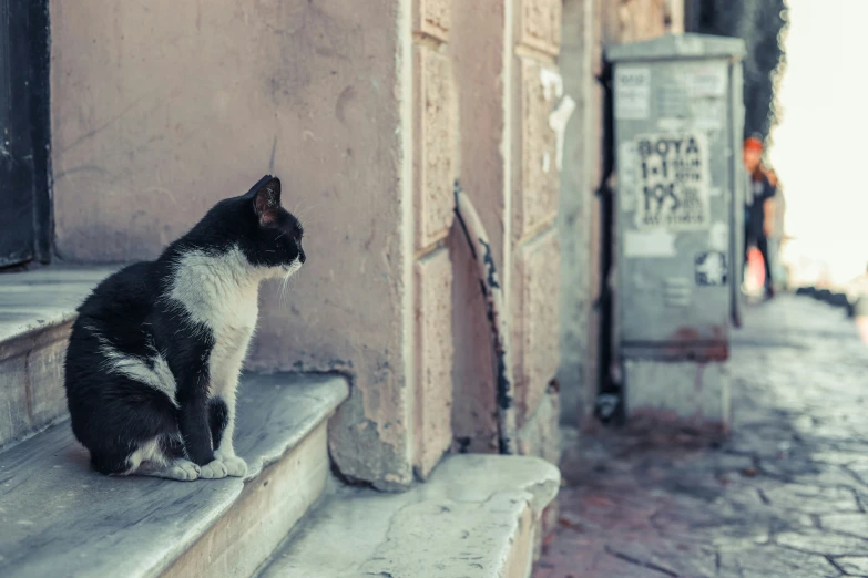 black and white cat on steps looking to the side